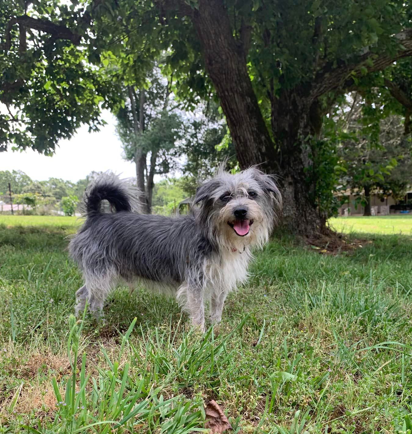 adoptable Dog in Carlisle, SC named JR