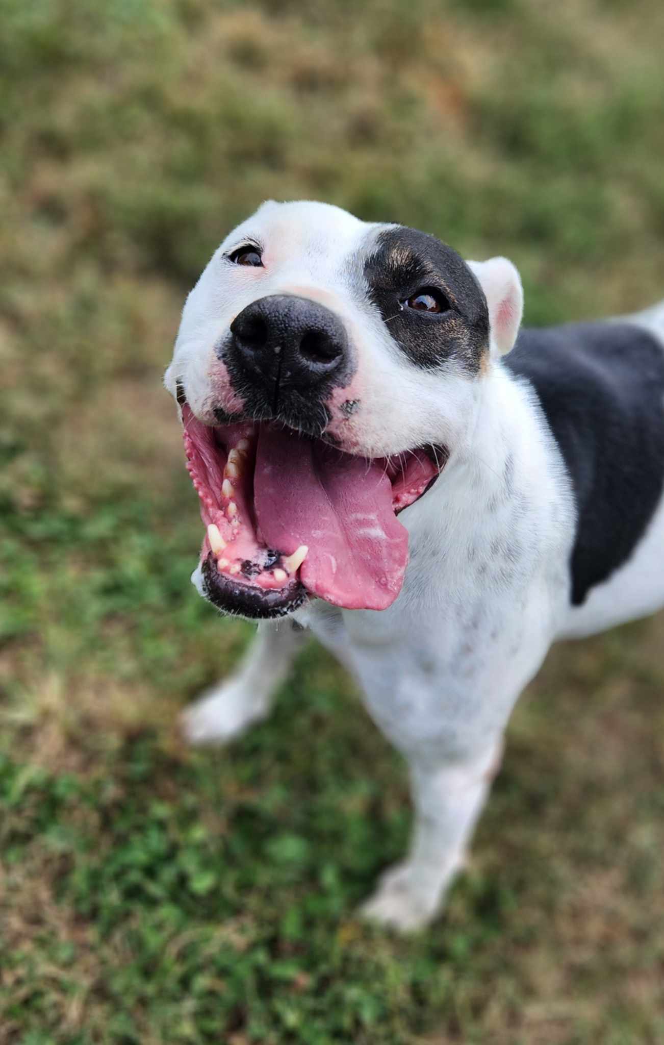 adoptable Dog in Carlisle, SC named DELILAH(terrier)