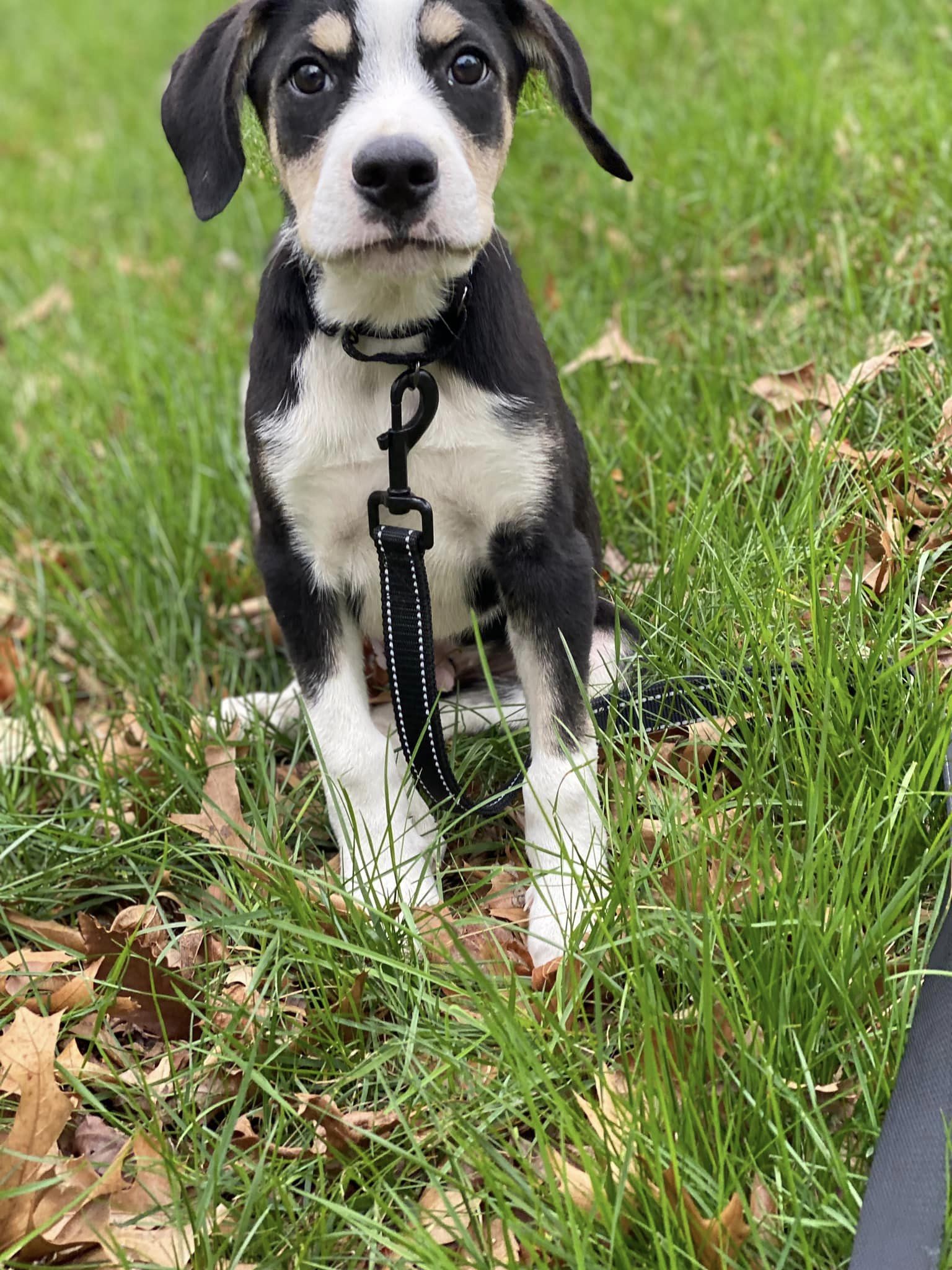 Dog for Adoption DIESEL, a Hound in Laurel Hollow, NY Alpha Paw