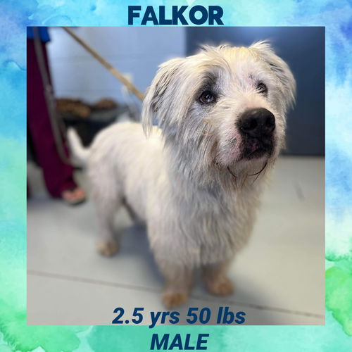 FALKOR