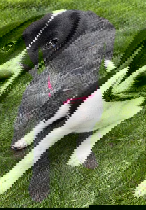RANGER