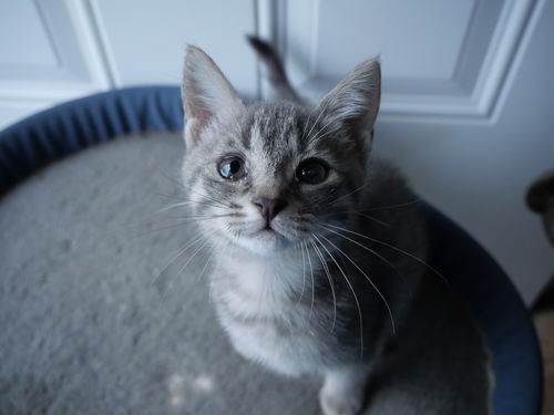 PENELOPE