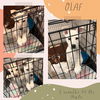 OLAF