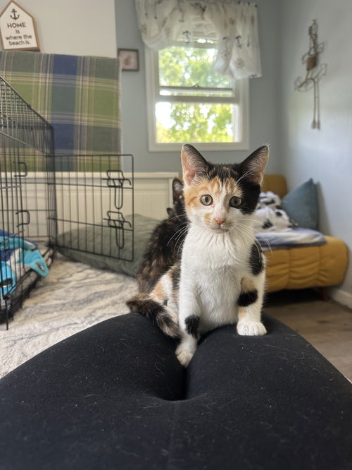 PENELOPE(CALICO)