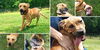 ROSCOE(hound/terrier)