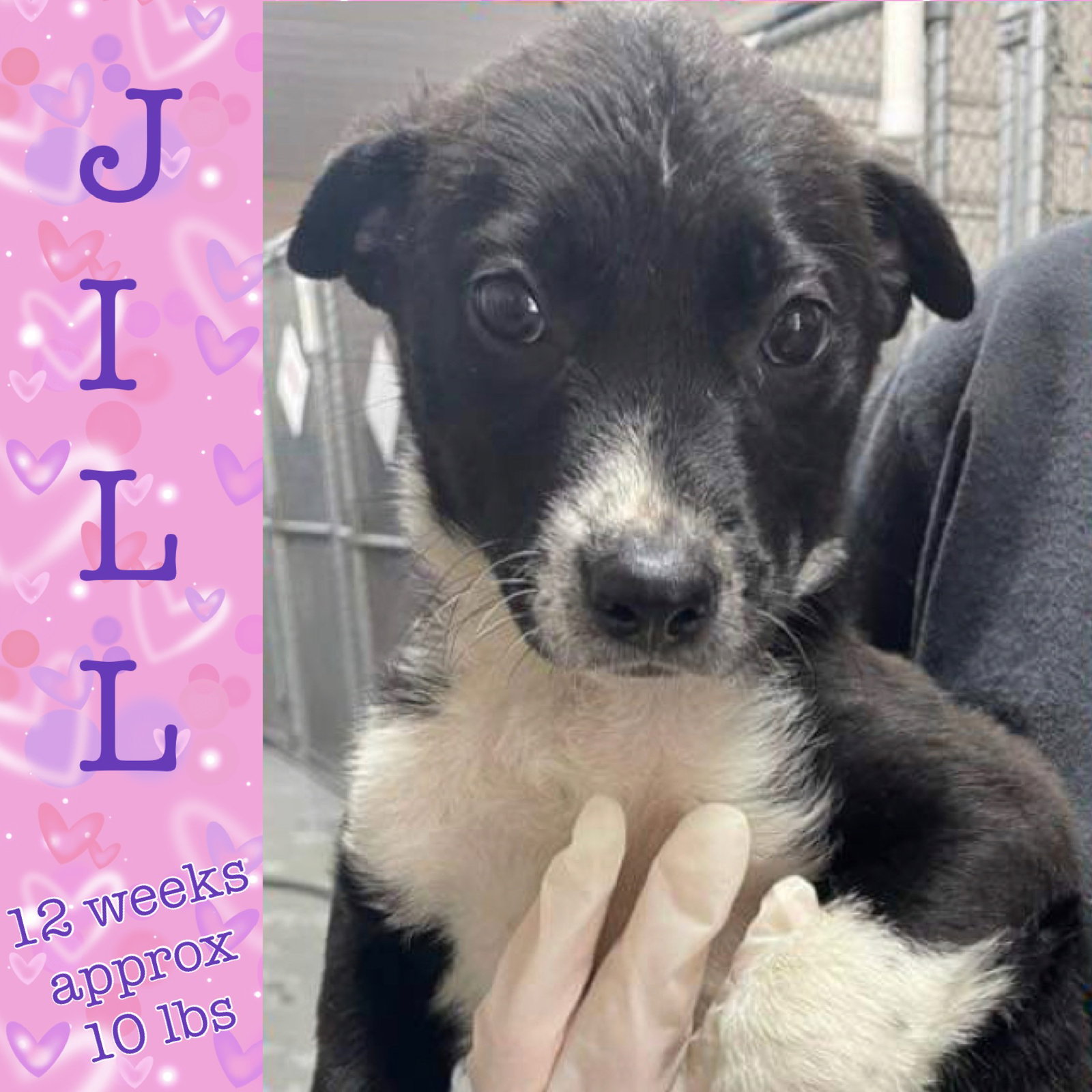 Dog for Adoption JILL, a Labrador Retriever in Head Of The Harbor, NY