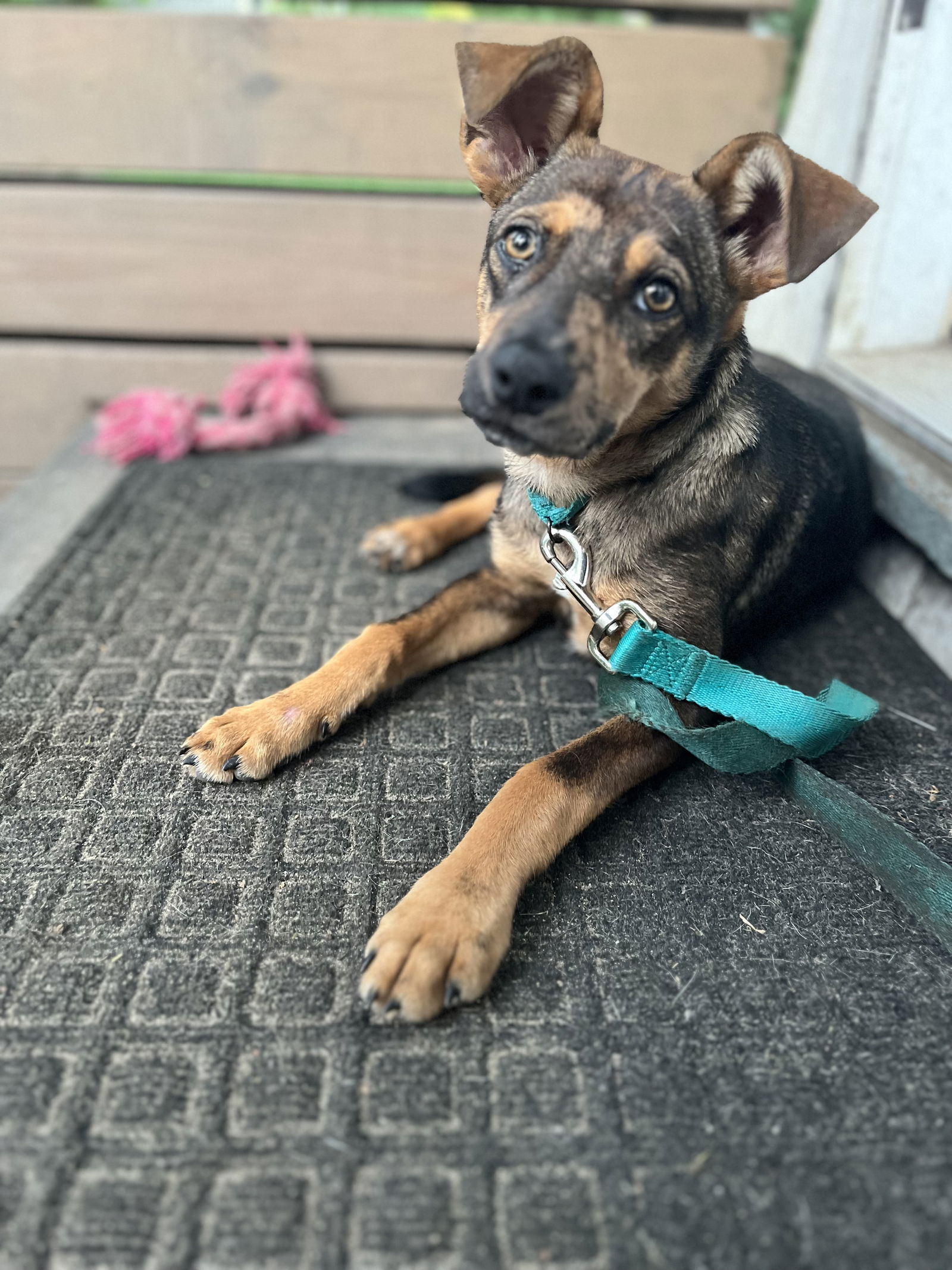 Our lucky pups Buddy and Mocha both found their forever homes