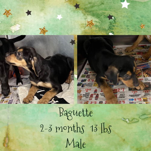 BAGUETTE