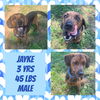 JAYKE