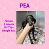 PEA