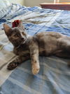 CARAMEL