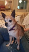 FOXY(chihuahua)