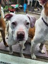 adoptable Dog in woodbury, NY named MONTANA