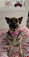 adoptable Dog in woodbury, NY named MADONNA