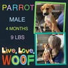 PARROT