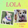 LOLA