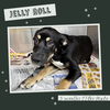JELLY ROLL