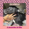 GLORIA