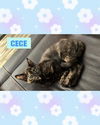 CECE