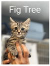 FIG TREE
