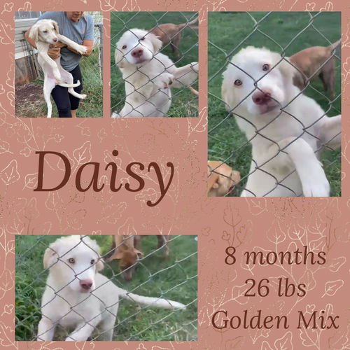 DAISY