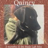 QUINCY