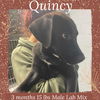 QUINCY