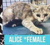 ALICE
