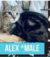 ALEX