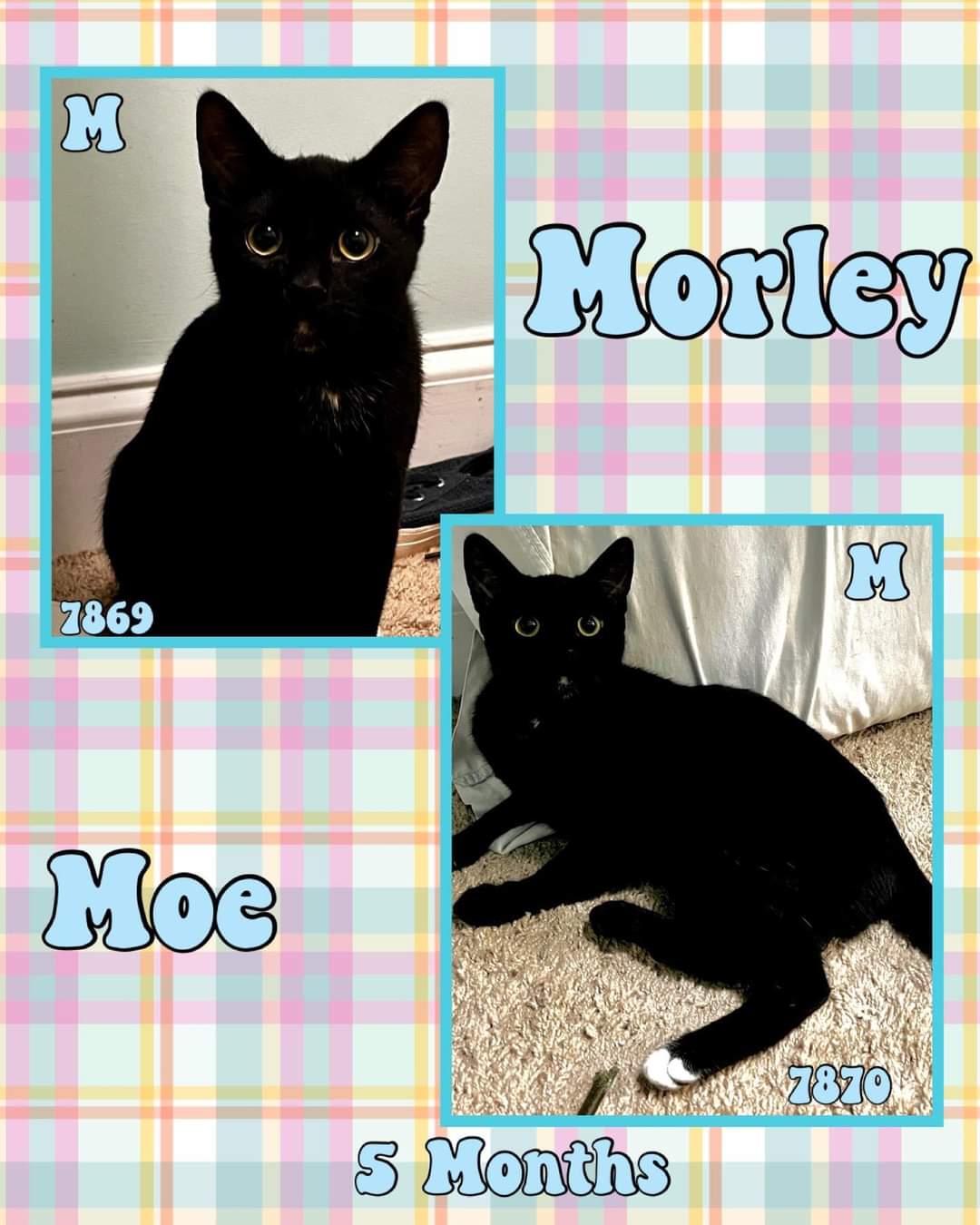 MOE, photo 6