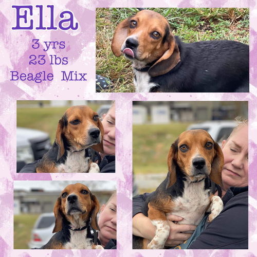 ELLA