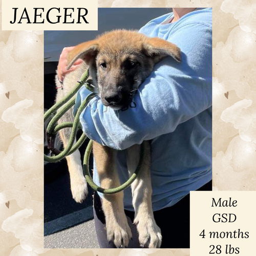 JAEGER