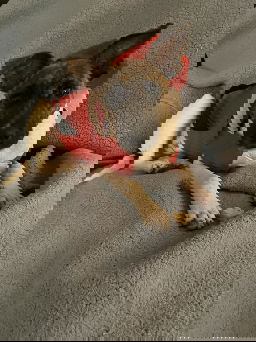 JASPER