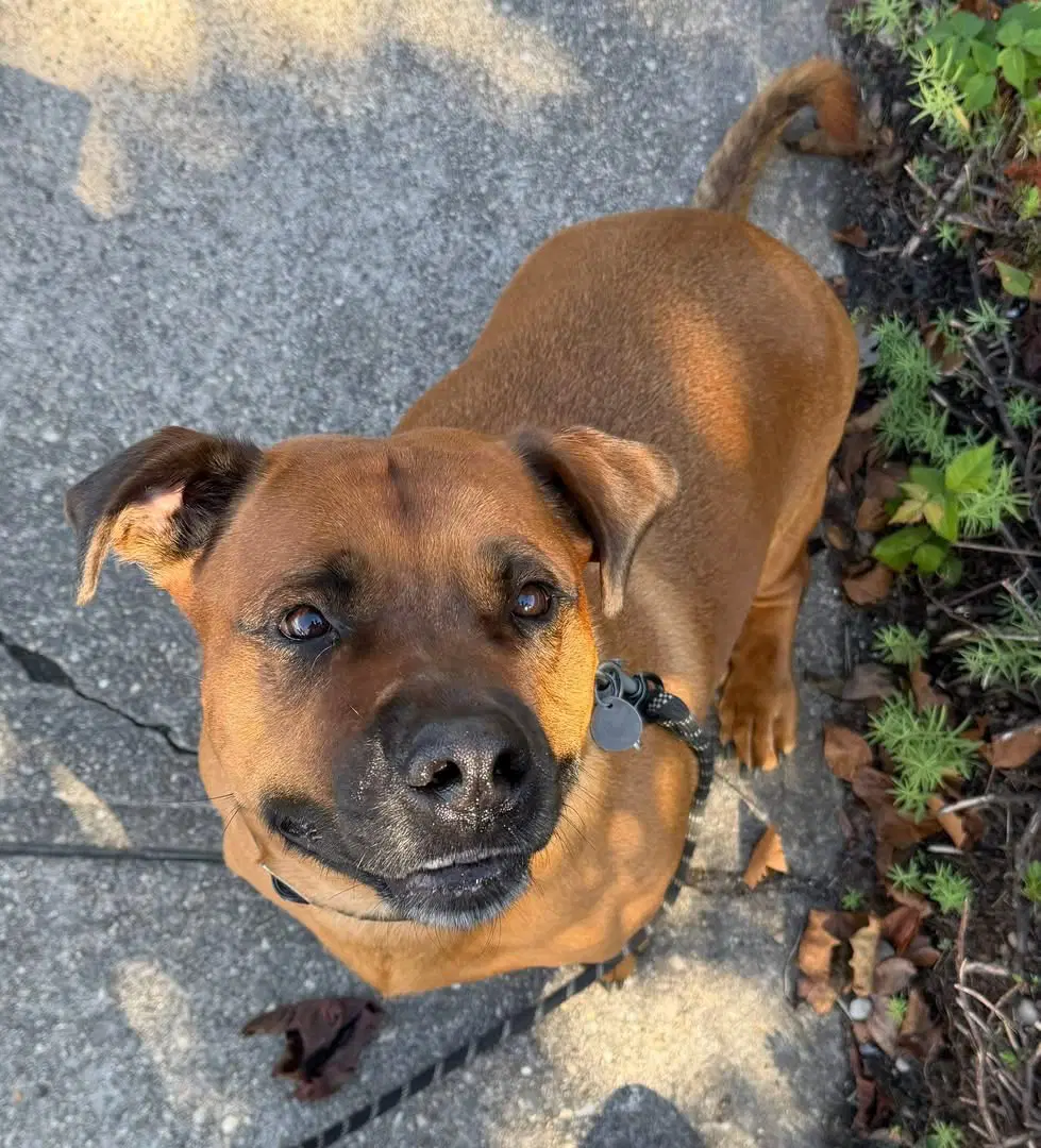 Gus - American Pit Bull Terrier