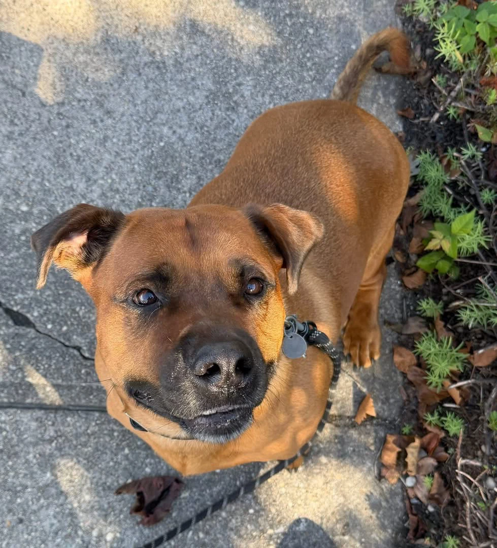 Gus