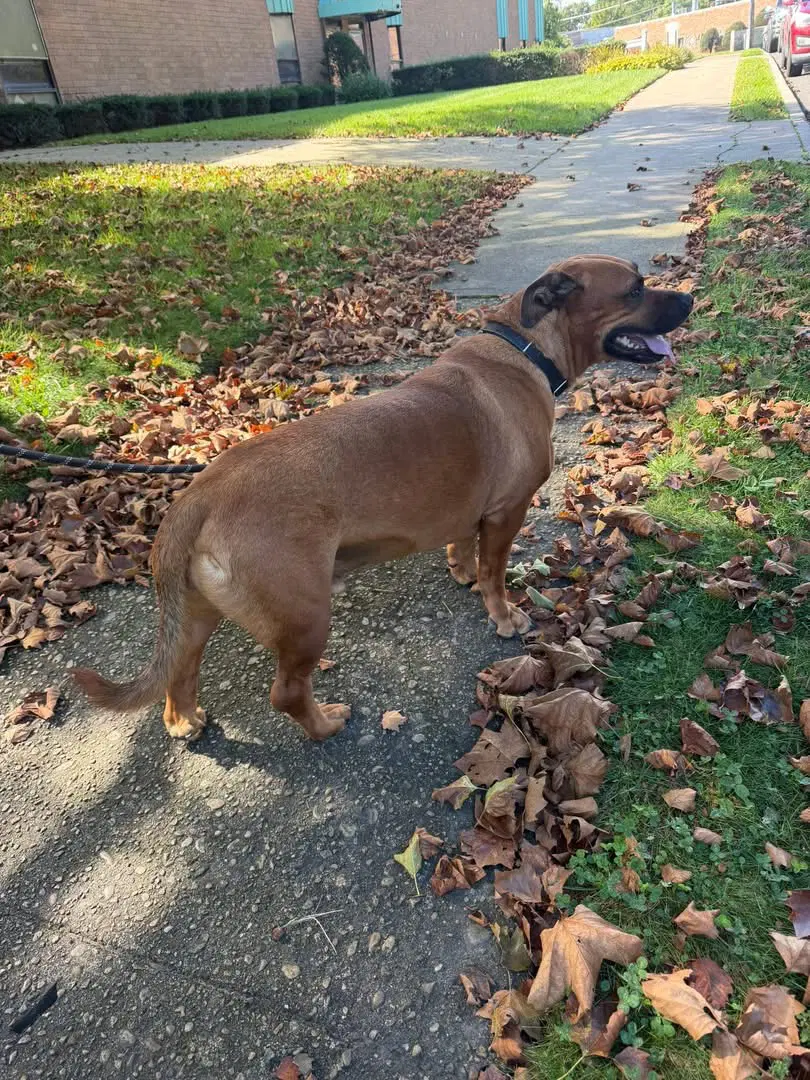 Gus image 4