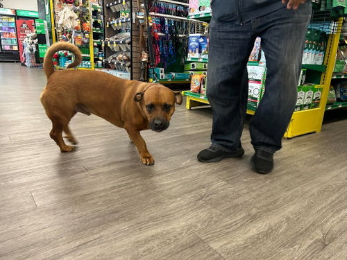 Gus, American Pit Bull Terrier / Corgi / Mixed (medium coat)