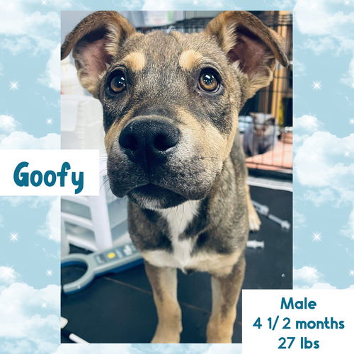 GOOFY
