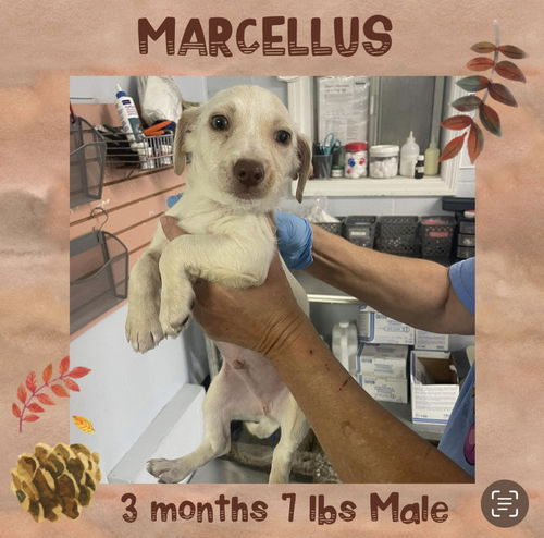 MARCELLUS