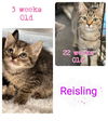 REISLING