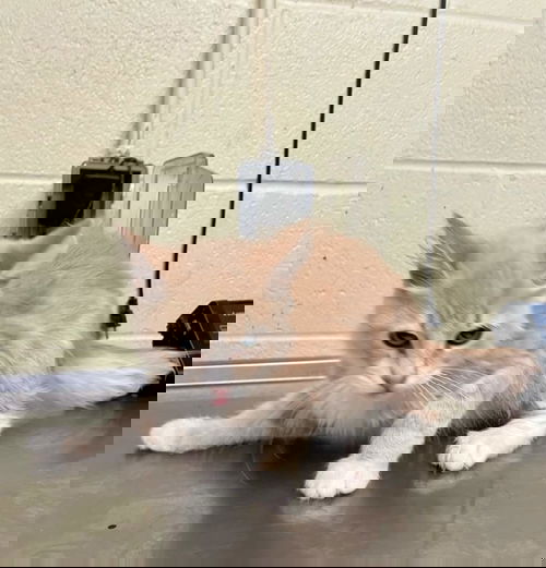 MARTINI