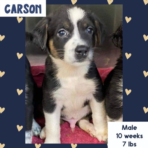 CARSON