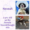 NAVEAH