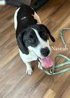NAVEAH