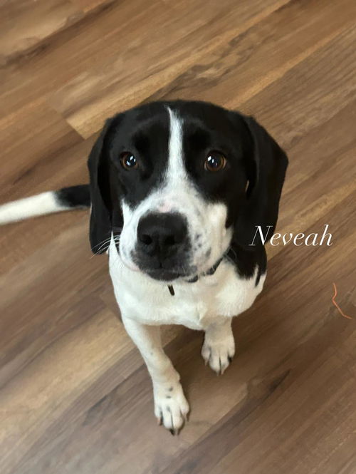 NAVEAH
