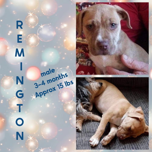 REMINGTON