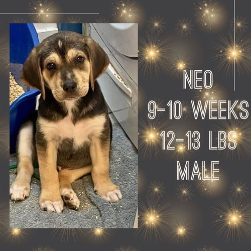 NEO