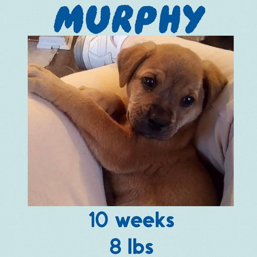 GOLIATH (aka MURPHY)