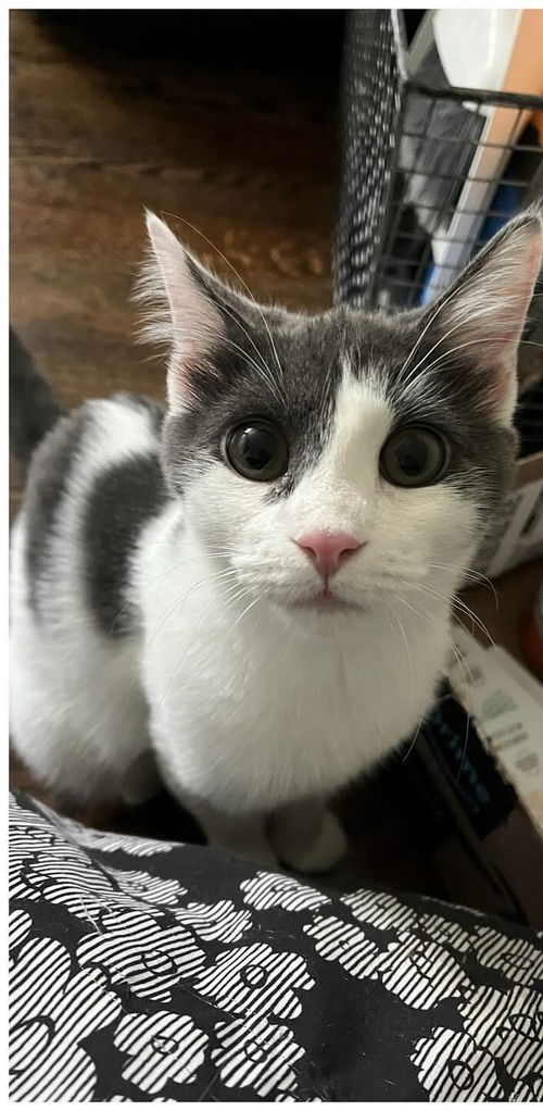 OLIVIA (BONDED WITH DANTE)