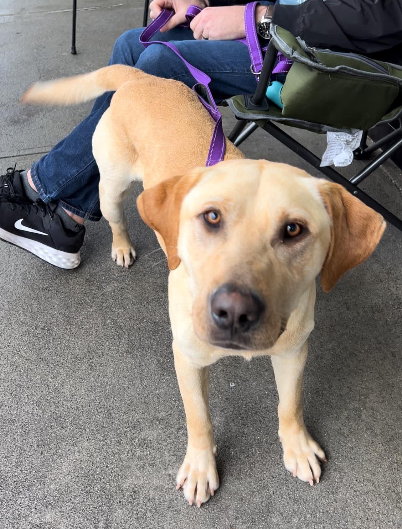 adoptable Dog in Woodbury, NY named EARL